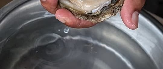 Genuinely Live, Fresh Oysters on Koh Samui