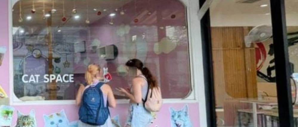 Cat Space Cafe Phuket คาเฟ่แมวภูเก็ต ทาสแมวต้องมามุง