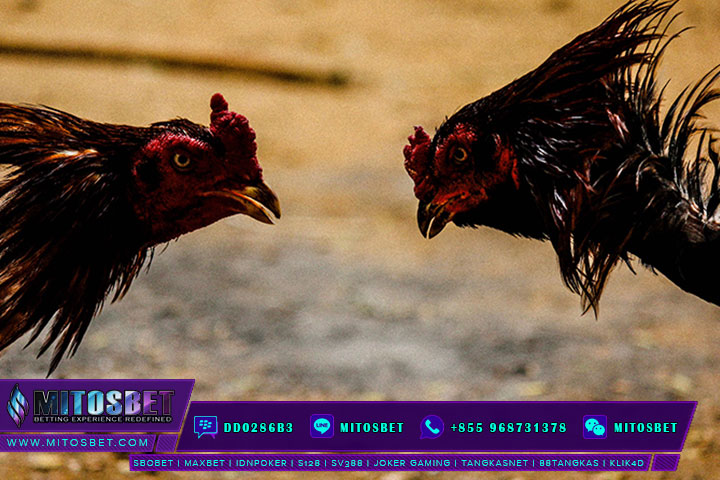 S128 ADU AYAM