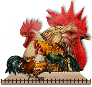 Promo Sabung Ayam