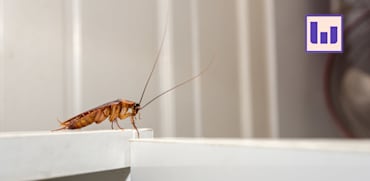 מקק / צילום: Shutterstock