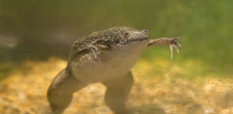 צפרדע מסוג Xenopus / צילום: Shutterstock