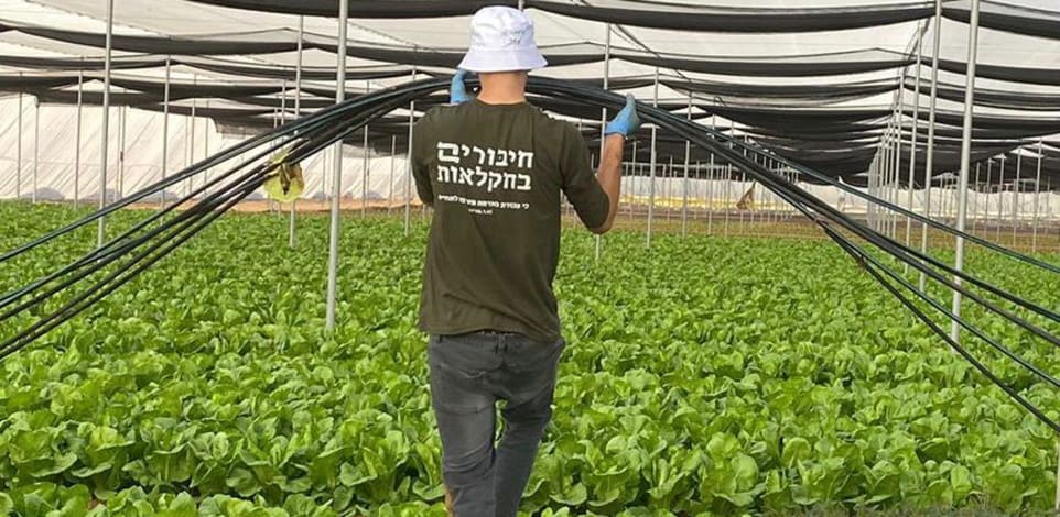 מתנדב של ארגון ''חיבורים לחקלאות'' / צילום: חיבורים לחקלאות