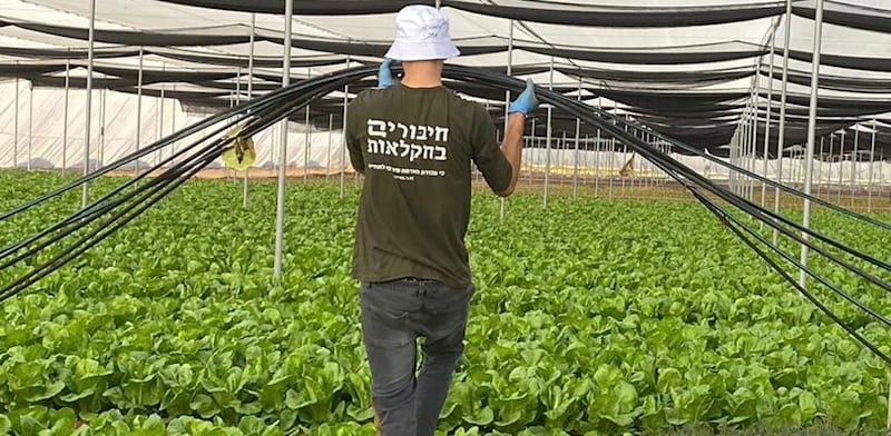 מתנדב של ארגון ''חיבורים לחקלאות'' / צילום: חיבורים לחקלאות