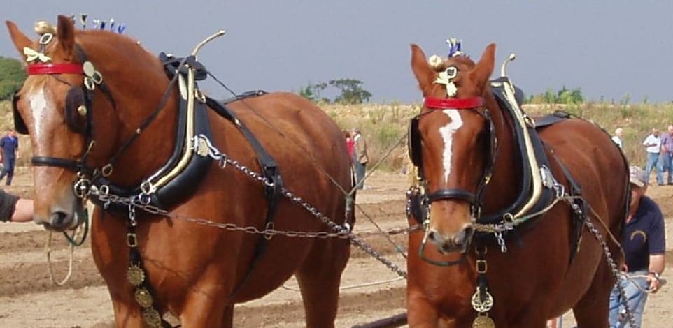 סוס מסוג Suffolk עליו רכב ג'ורג' תומפסון / צילום: ויקיפדיה