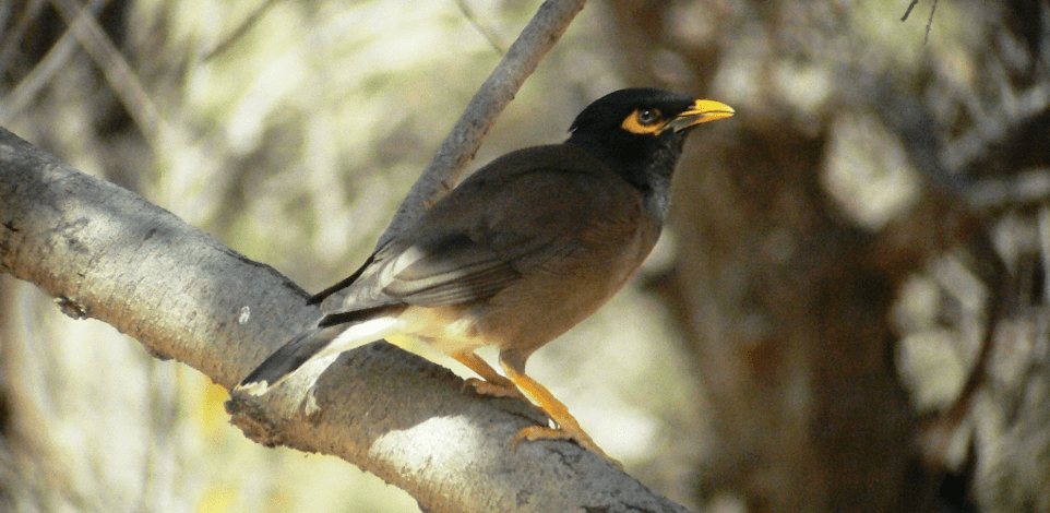 מיינה הודית בפארק הירקון בתל אביב / צילום: י.ש