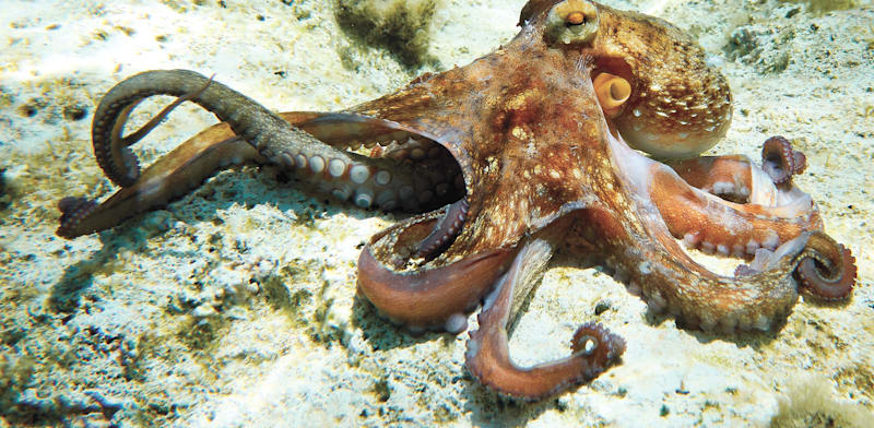 "תמנון מצוי. חי בכדור הארץ לפחות 300 מיליון שנה / צילום: Shutterstock"