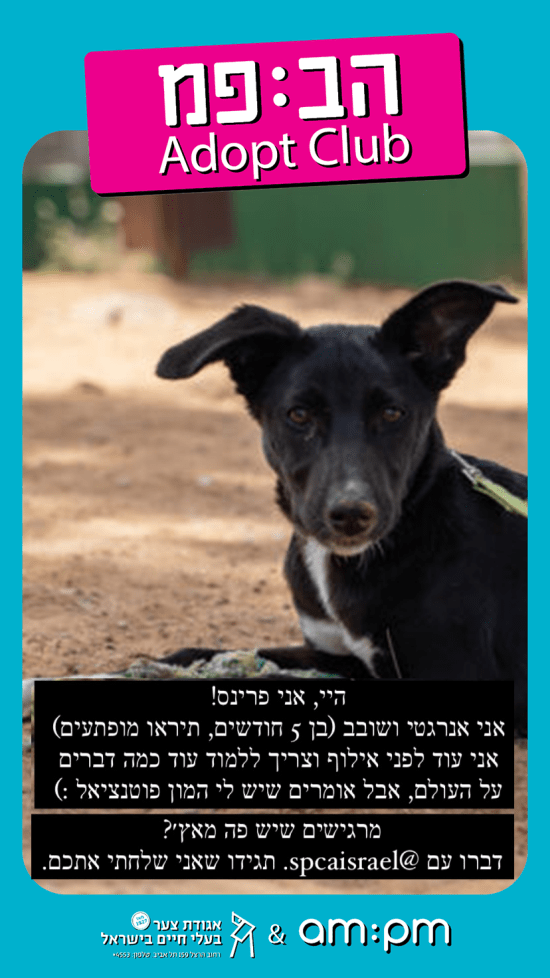 רשת am:pm ואגודת צער בעלי חיים ביוזמה משותפת / צילום: יח''צ רשת am:pm ואגודת צער בעלי חיים ביוזמה משותפת / צילום: יח''צ