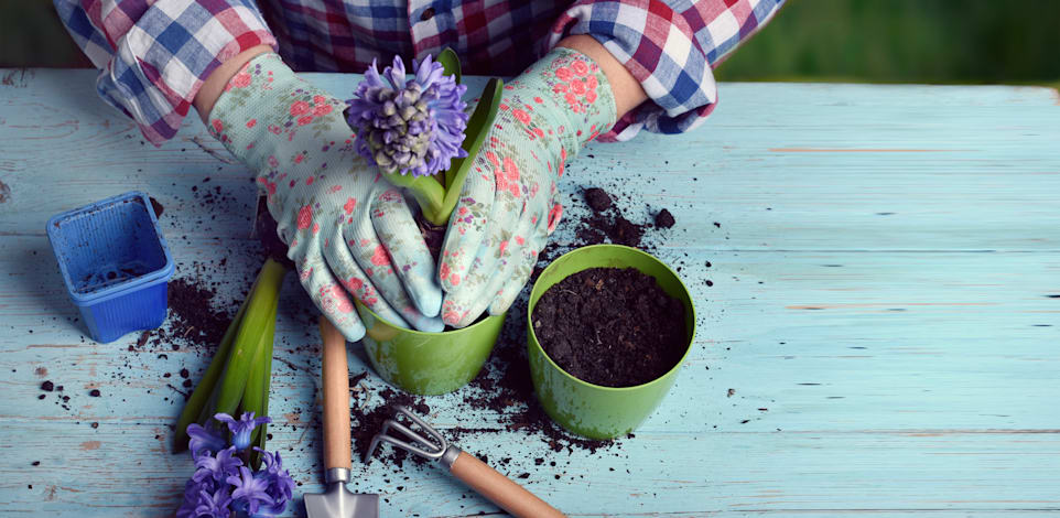 התחלות חדשות. גינון / צילום: Shutterstock