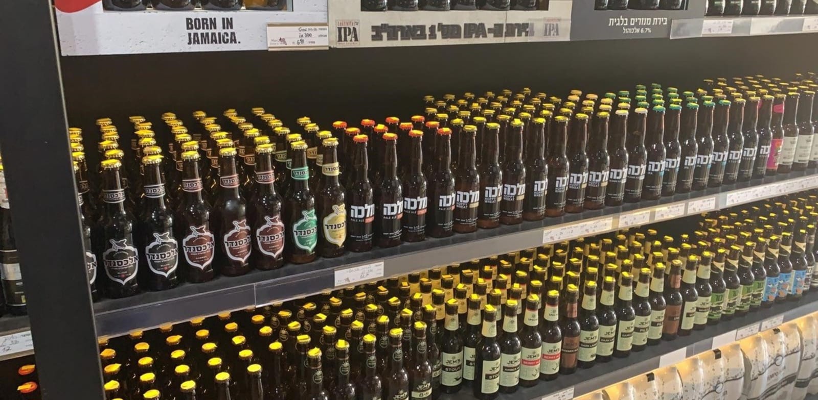 יקבי כרמל נכנסת לתחום הבירה / צילום: משה כהן