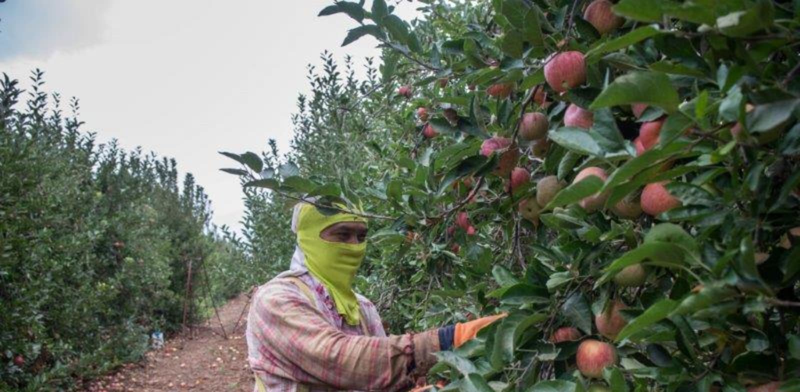 שדה תפוח תפוחים , חקלאות , חקלאים / צילום: אייל מרגולין