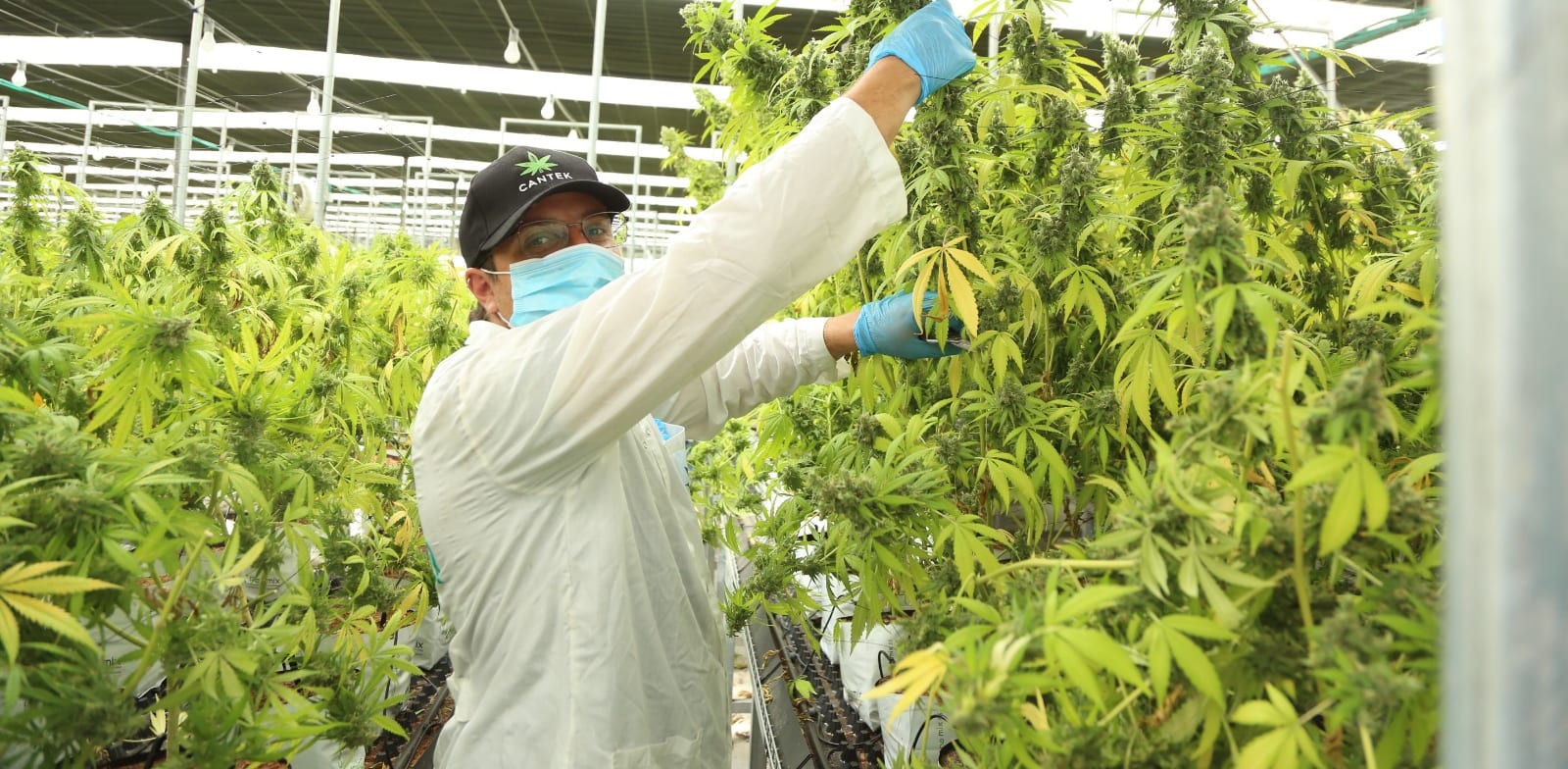 חממות הגידול של קנטק / צילום: רפאל קדישזון