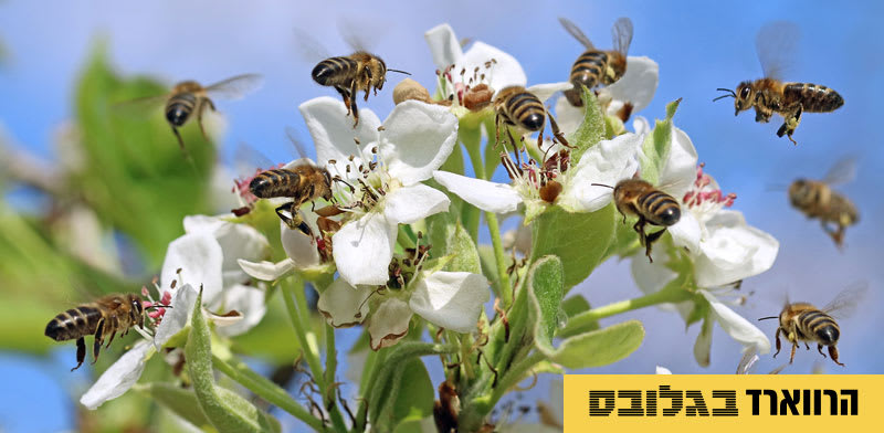 5 דרכים באמצעותן תוכלו להתגבר על דחיינות / צילום: Shutterstock