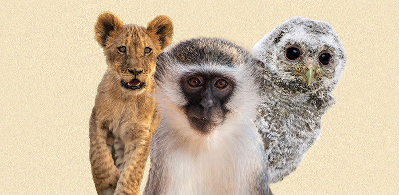 סחר בחיות בר. שוק שמגלגל 20 מיליארד דולר בשנה / צילומים: Shutterstock