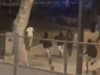 "כנופיית שפירא - SSQ / צילום: שימוש לפי סעיף 27א'"