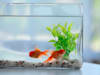 / צילום: טרציה: Shutterstock / אילוסטרציה: Shutterstock"