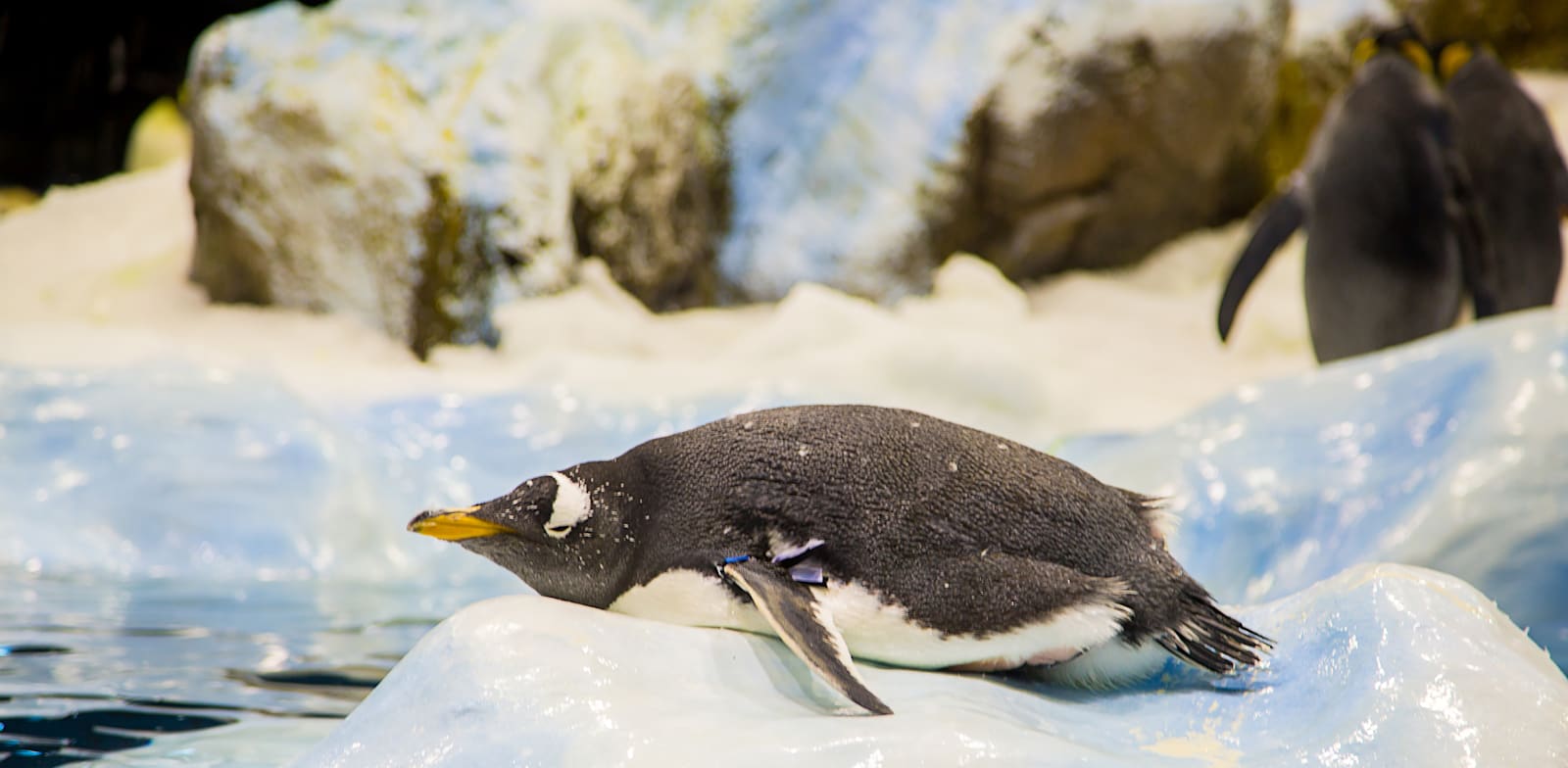 הגילוי המרהיב על הפינגווינים שמציל מטוסים מקיפאון / צילום: Shutterstock