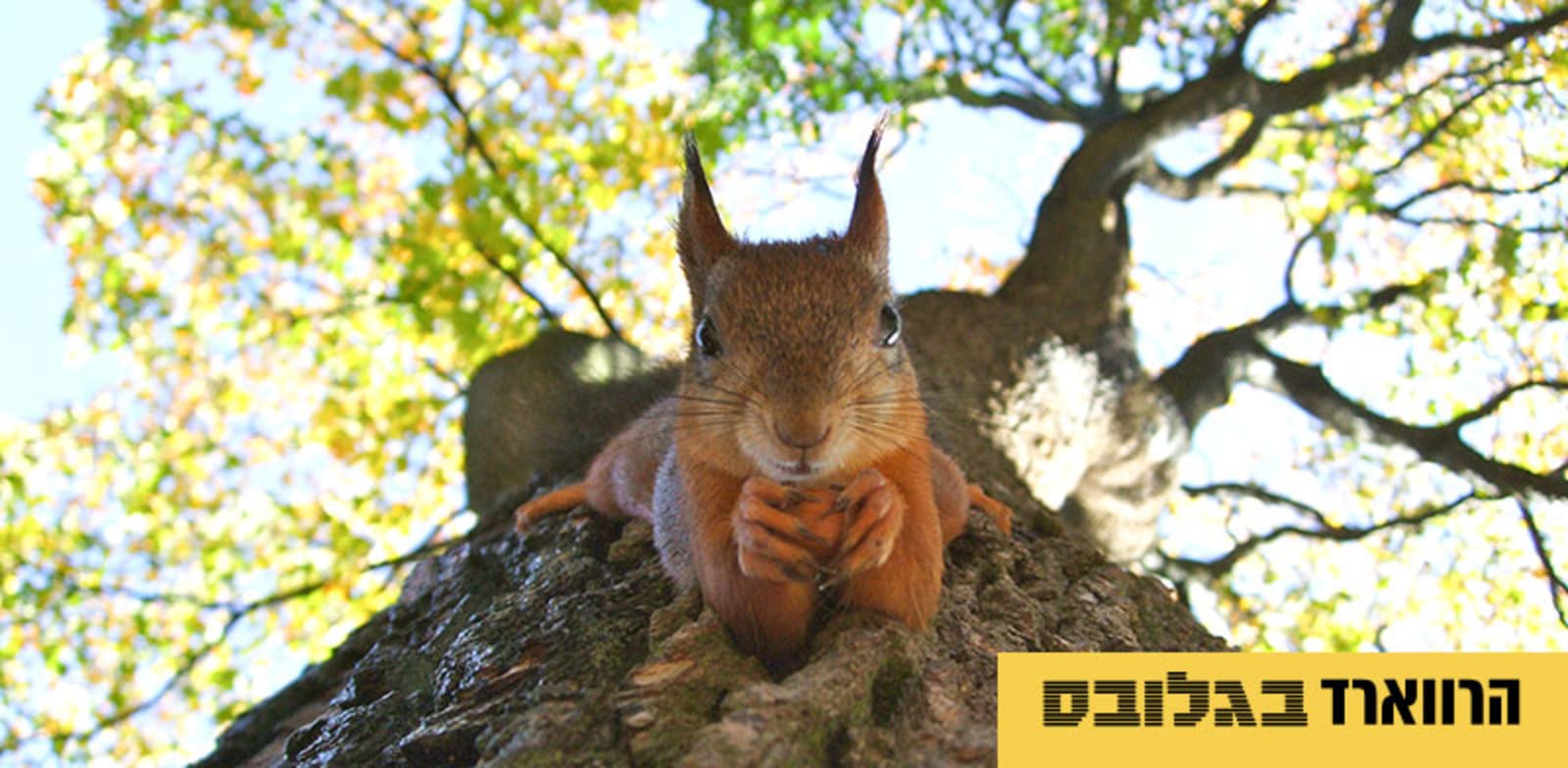 הרווארד בגלובס. כך משפיעה הטלוויזיה שבה צופים בגיל צעיר על מידת היזמות / צילום: Unsplash, Transly Translation Agency