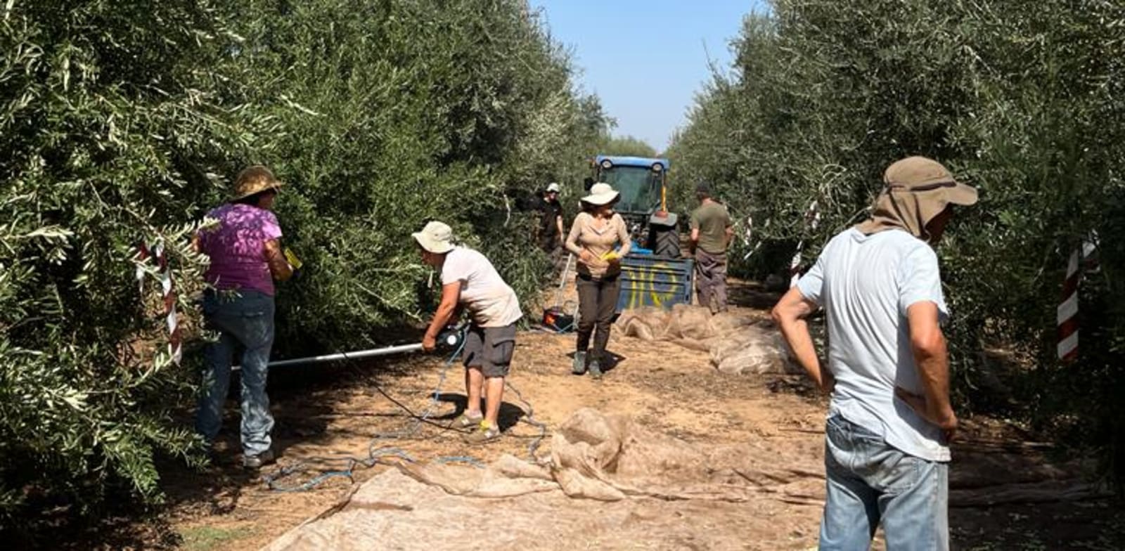 מסיק הזיתים בימים אלה / צילום: באדיבות ענף הזית במועצת הצמחים