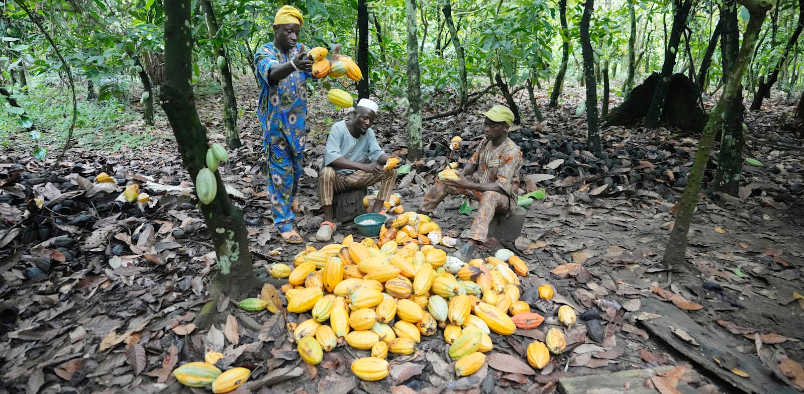 גידול קקאו בשמורה בניגריה. הבצורת הקשה זה 20 שנה / צילום: Associated Press, Sunday Alamba