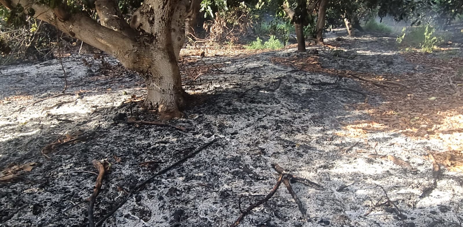 מטע במשגב עם שספג פגיעה מפצצת תאורה / צילום: עופר מוסקוביץ'