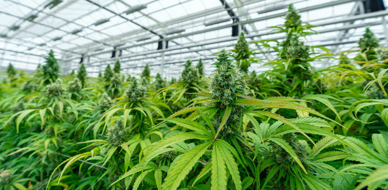 "חממת קנאביס / צילום: Shutterstock"