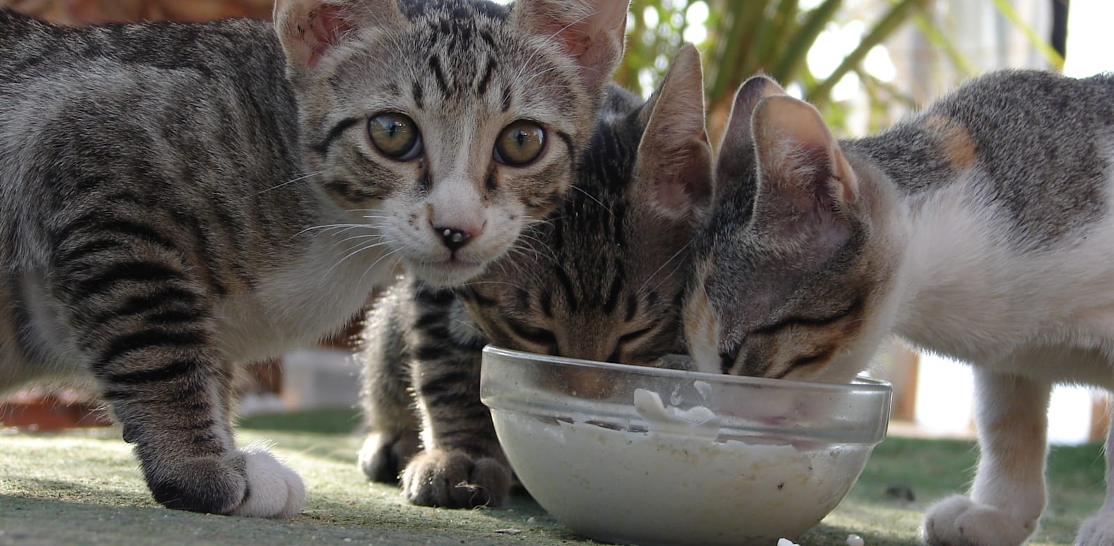 חתולים בחצר / צילום: Shutterstock