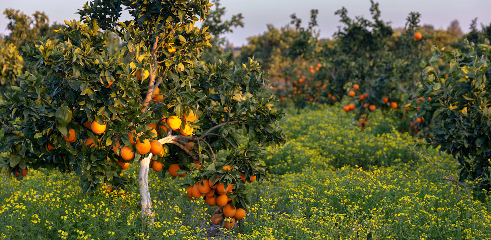 פרדס בעוטף. חשש לפגיעה מהותית בתחום / צילום: Shutterstock