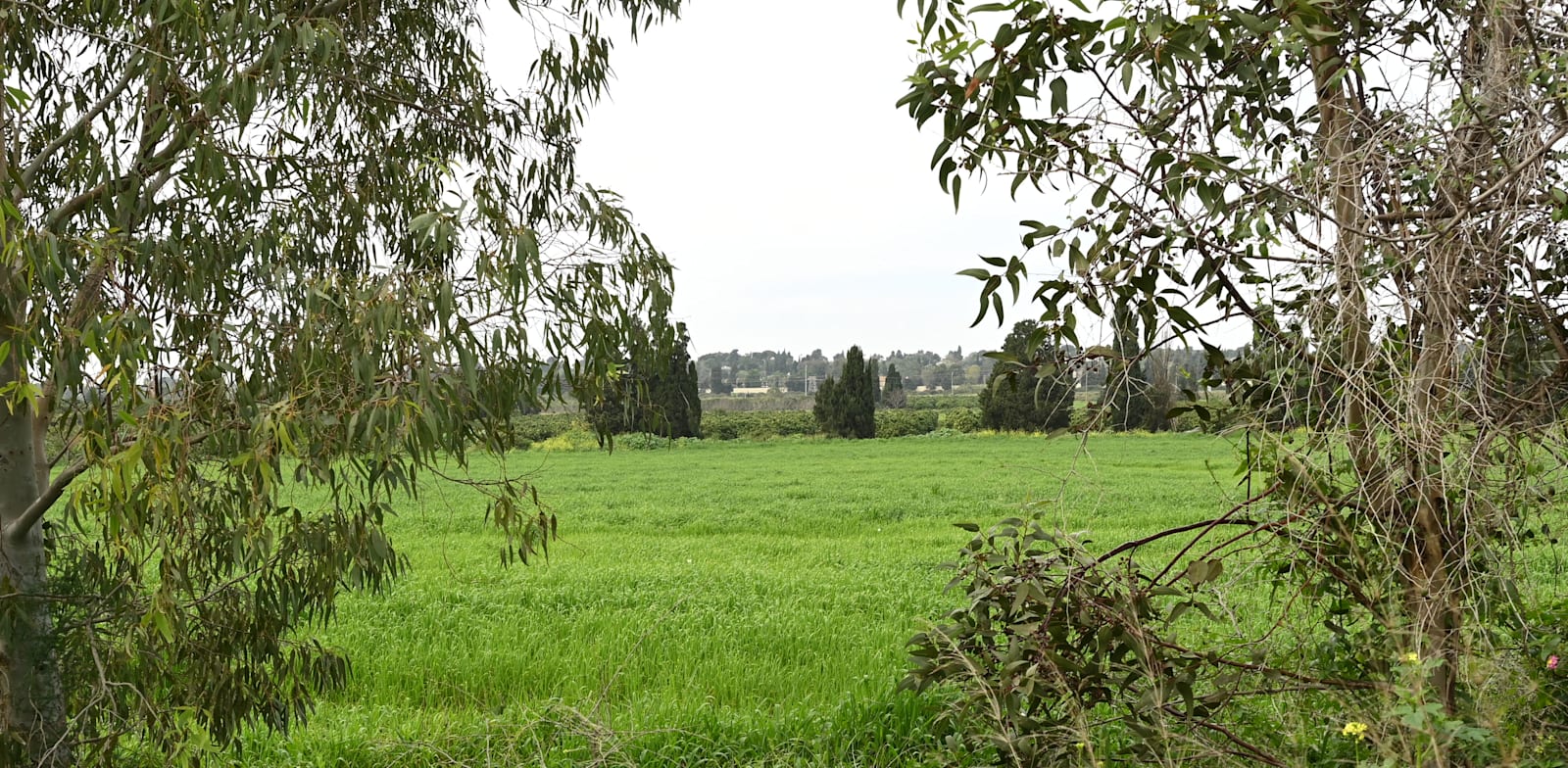 "הקרקע החקלאית בגבול בין כפר שמריהו להרצליה / צילום: תמר מצפי"