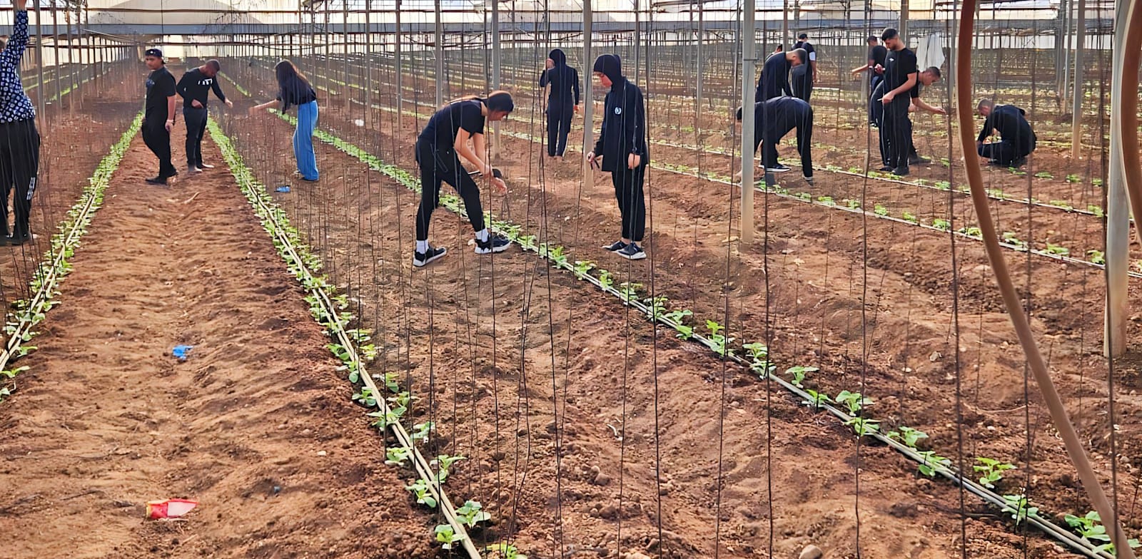 "בני נוער מתנדבים במשק חקלאי בזמן המלחמה. מהסקר עולה שרבים מהצעירים מאמינים בחוזקה של המדינה / צילום: יח''צ"