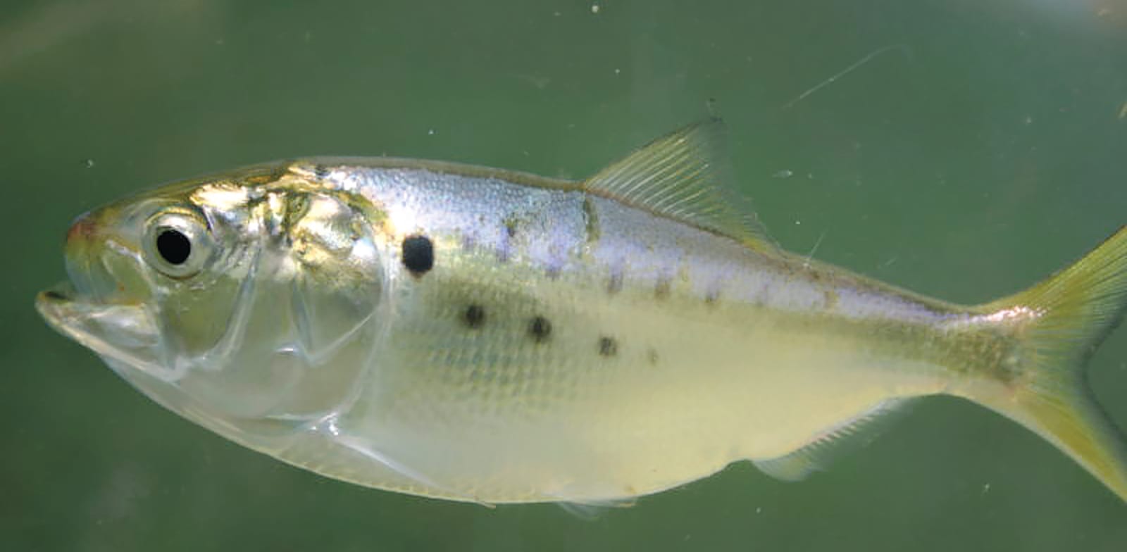 "דג מנהדן. ביולוגים ימיים מכנים אותו ''הכבד של הים'' / צילום: ויקיפדיה"
