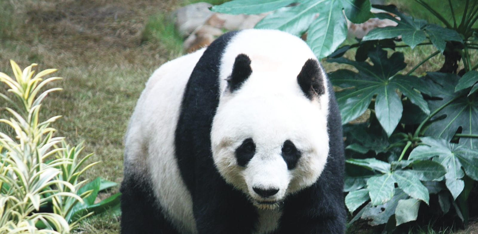 "דוב פנדה. מי שהממשל חפץ ביקרו, יזכה לחיבוק ותמונה עם החיה החמודה / צילום: Shutterstock"