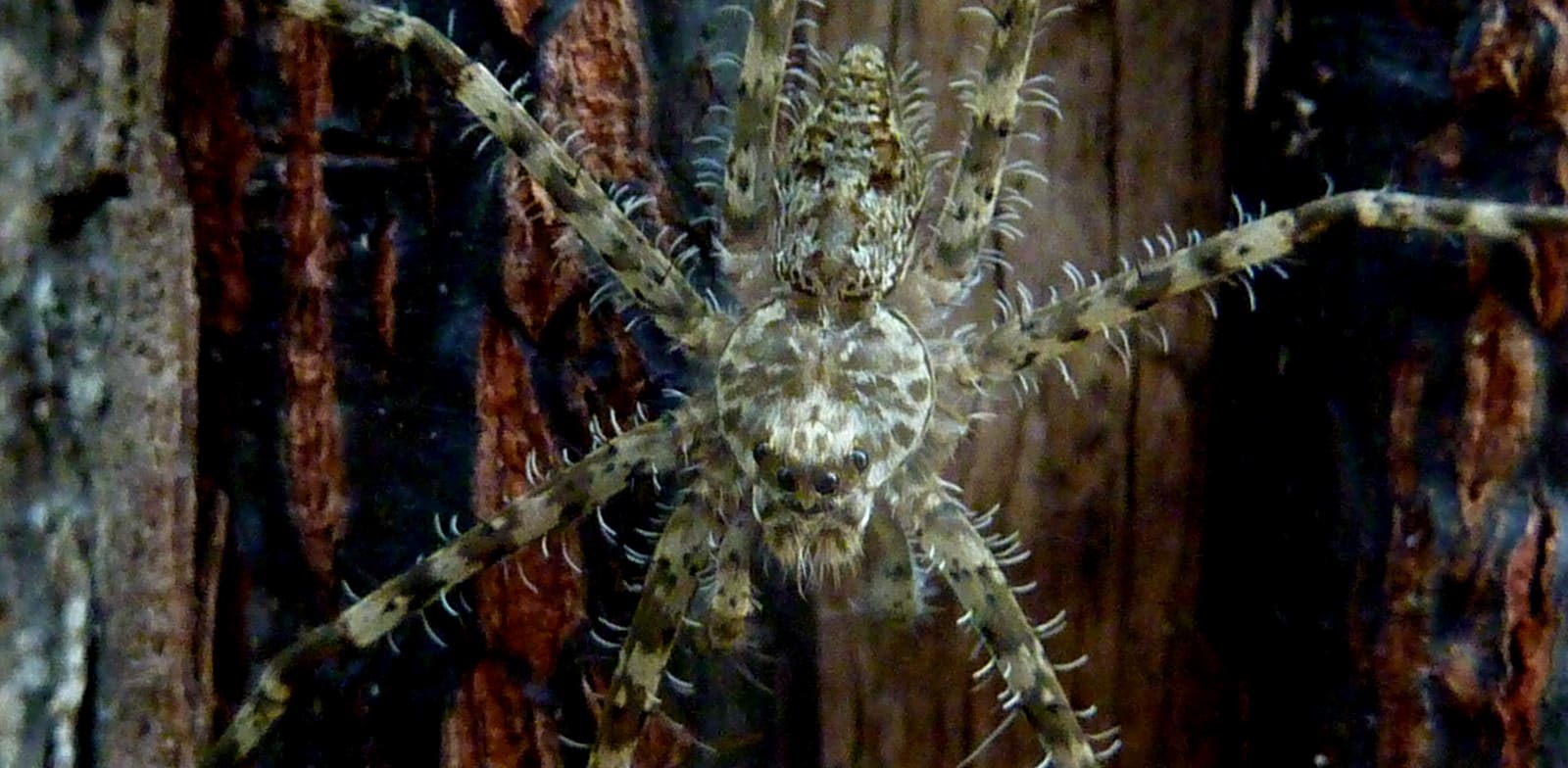 "עכביש Paratrechalea Ornata / צילום: ויקיפדיה"