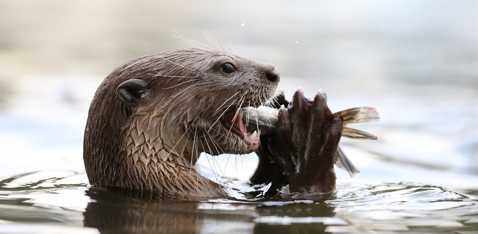 "לוטרה. דגי בריכות הנוי חוסלו כמעט לחלוטין / צילום: Shutterstock"
