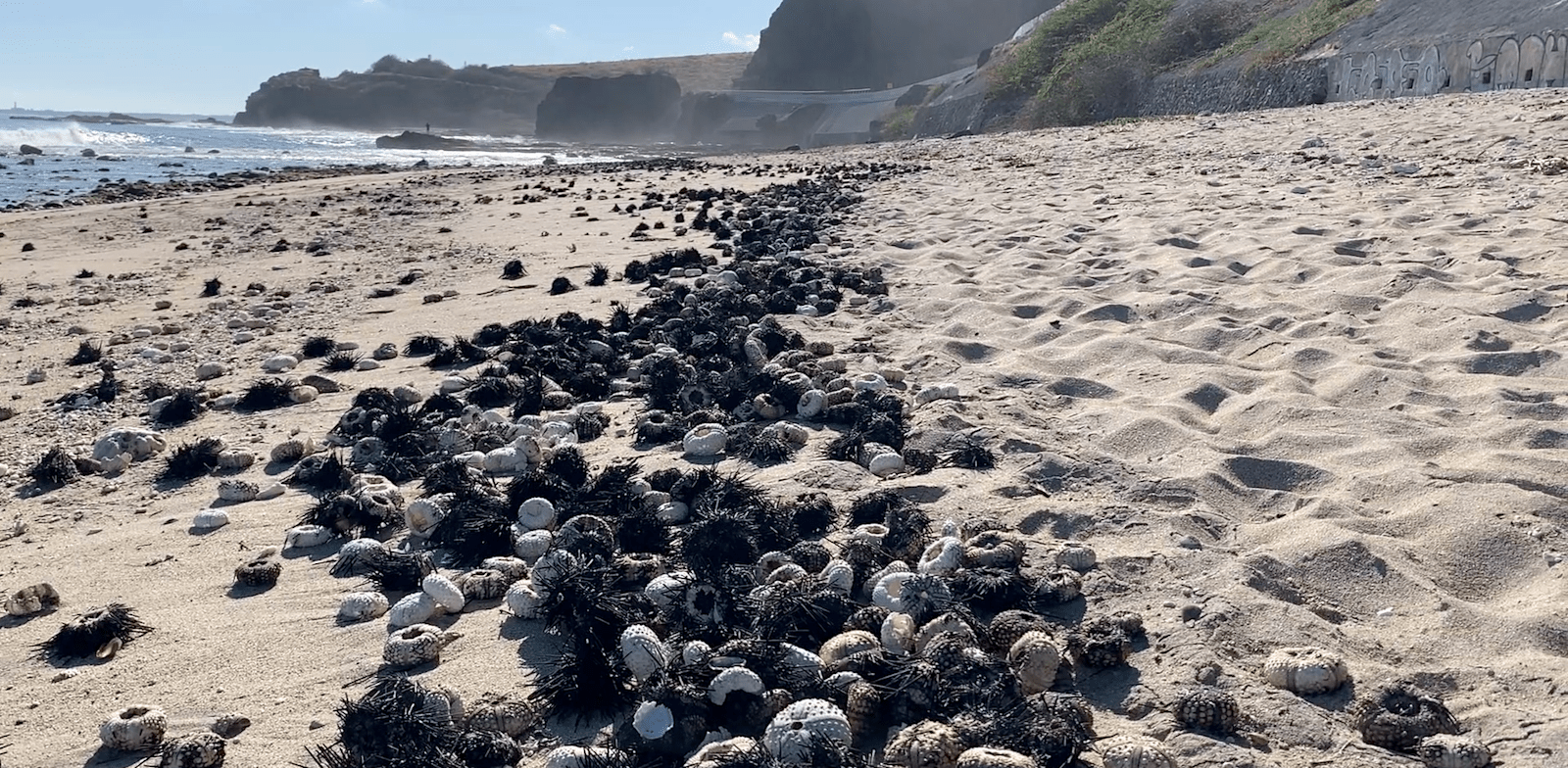 "תמותה של קיפודי ים באי ריוניון / צילום: אוניברסיטת תל אביב"