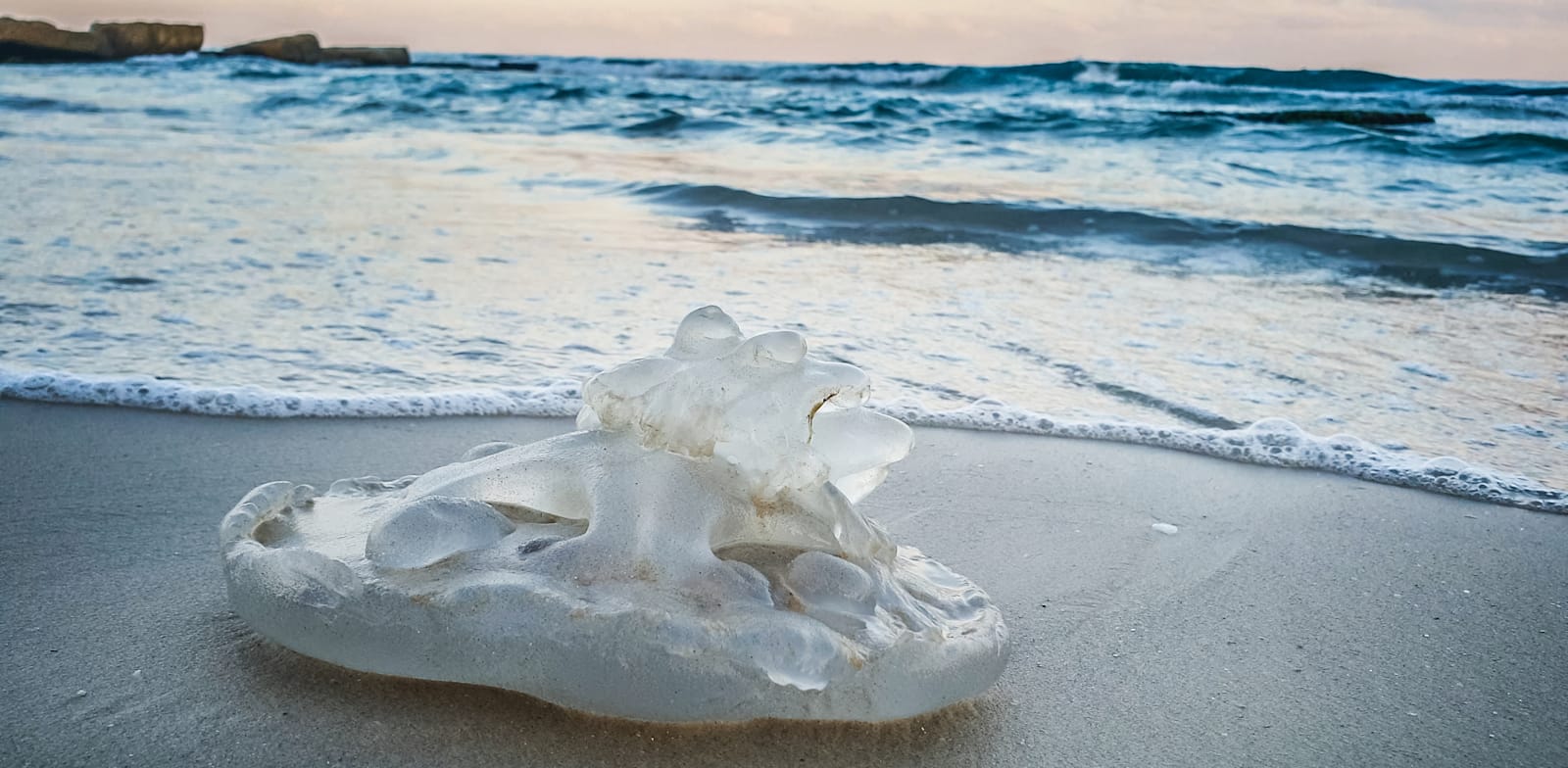 "מדוזת החוטית הנודדת. חיזוי מורכב / צילום: Shutterstock"