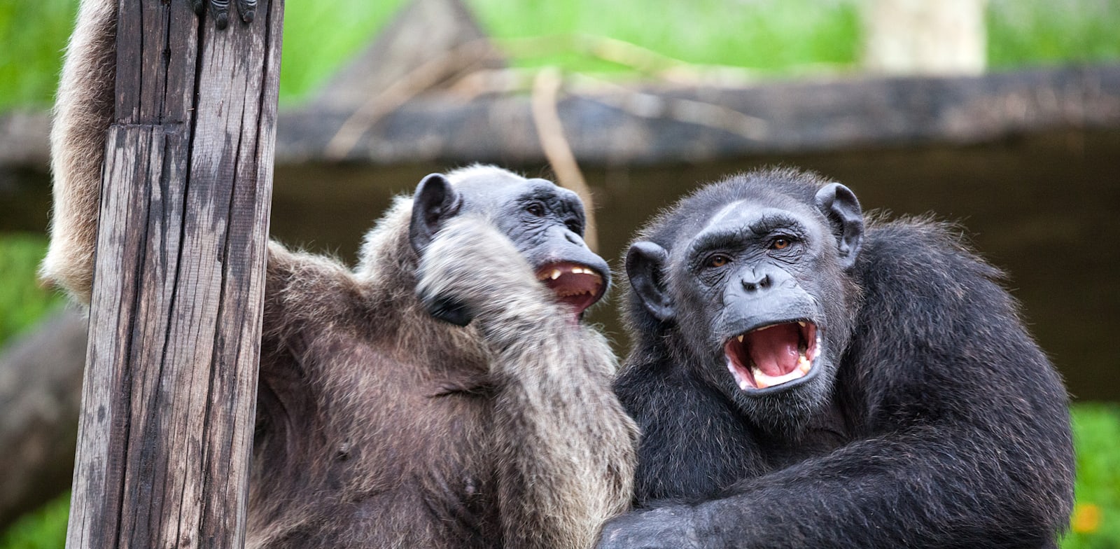 "שימפנזים. מעמידים גם שומרי ראש / צילום: Shutterstock"