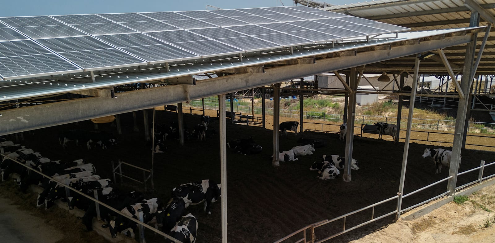 "פאנלים סולאריים מותקנים על גג רפת בקיבוץ אור הנר / צילום: Reuters, Amir Cohen"