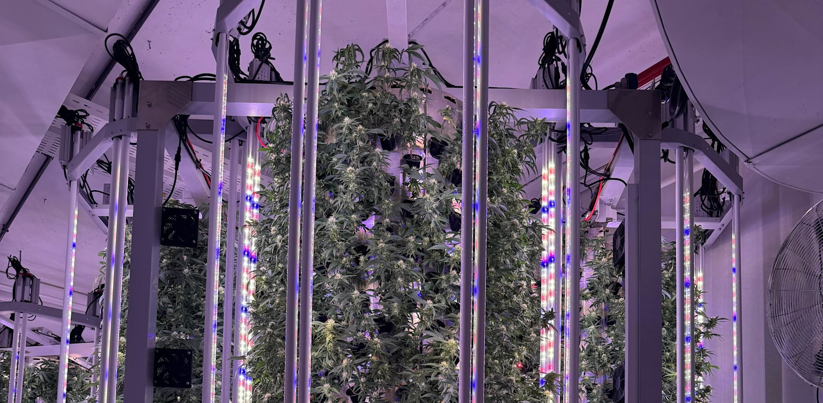 מפעל ייצור הקנאביס של מדיקן איקס / צילום: מדיקן איקס