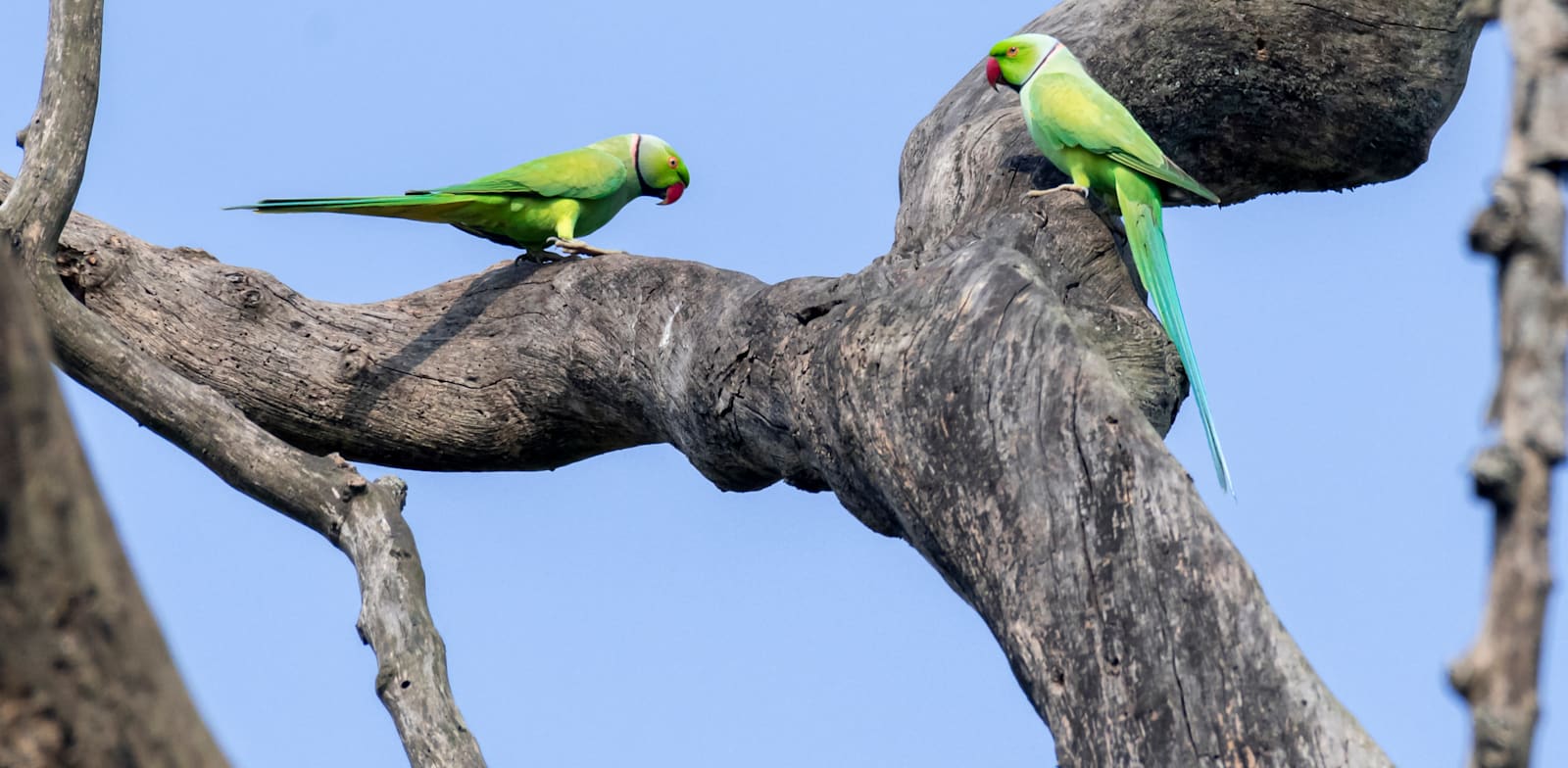 דררות. הגיעו לישראל כציפורי נוי / צילום: Shutterstock