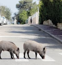 חזירי בר בחיפה. לא צריכים לסבול גסיסה ממושכת / צילום: Reuters, Ronen Zvulun