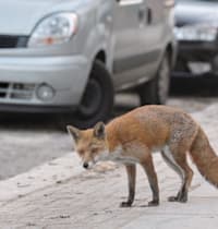 שועל אדום בעיר / צילום: Shutterstock