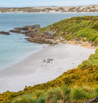 איי פוקלנד / צילום: Shutterstock