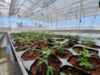 אינטליקנה צמחי קנאביס - קרדיט לירון לוי / צילום: יח''צ