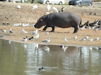 ספארי רמת גן / צילום: תמר מצפי