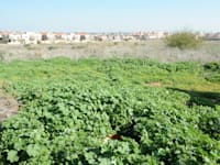 שטח חקלאי בגדרה. תוכנית המתאר מ־2019 מרחיבה את השטח הבנוי של היישוב / צילום: תמר מצפי