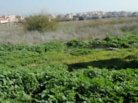 קרקע חקלאית בגדרה. מה האינטרס הציבורי? / צילום: תמר מצפי