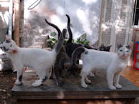 חתולים בחצר בניין / צילום: תמר מצפי