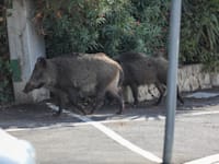 משפחת חזירים כרמל חיפה / צילום: שלומי יוסף