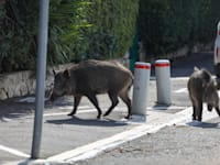 משפחת חזירים משוטטת בחיפה / צילום: שלומי יוסף